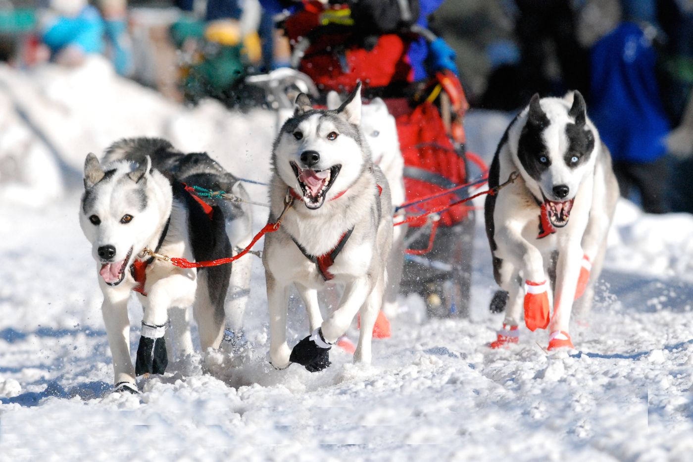 Duluth Sled Dogs - Places to Visit in Duluth MN in Winter