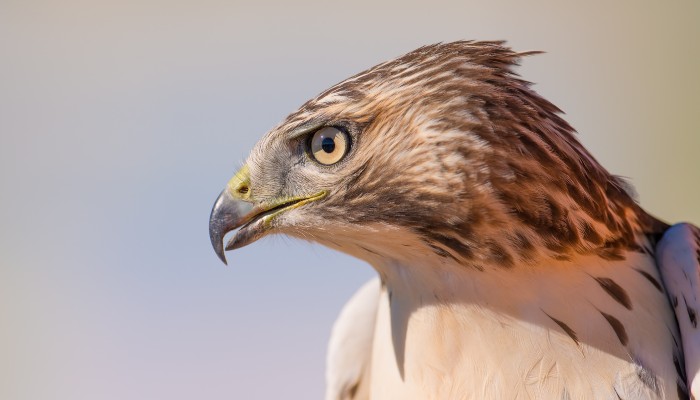 Side View of a Young Hawk
