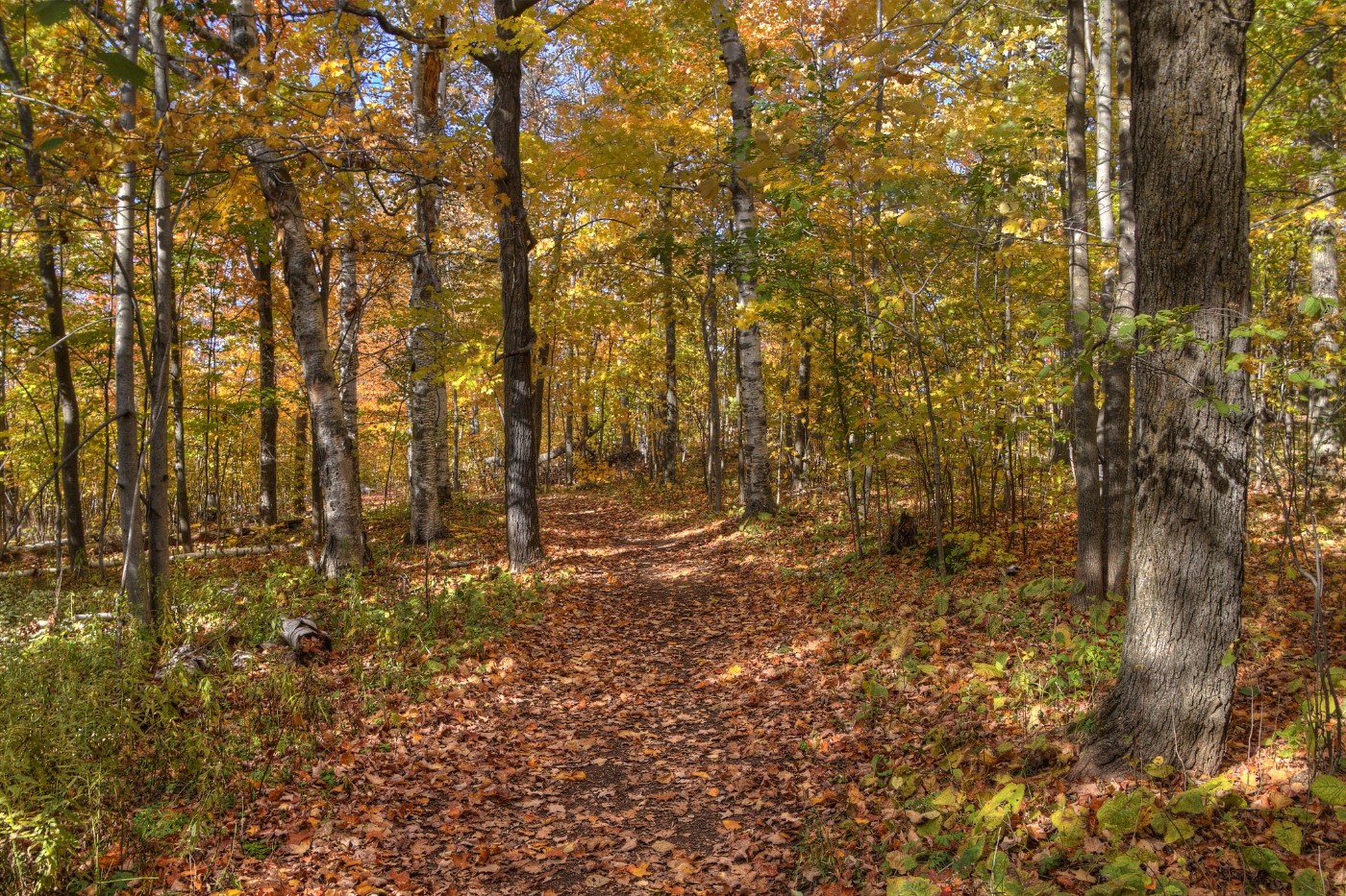 Bagley Hiking Path Covered by Leaves